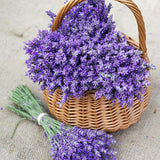 Sprink-L-Fresh *Aromatherapy* Waste Tray Freshener Lavender